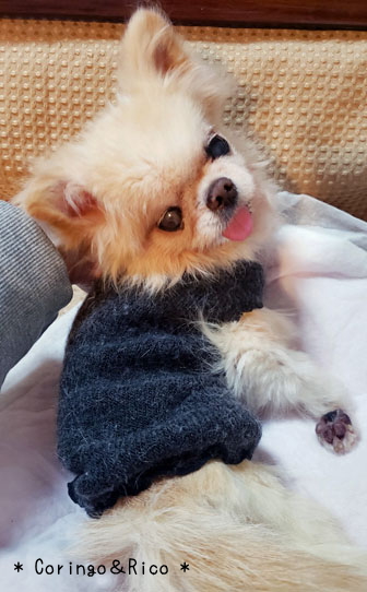 レッグウォーマーで犬服を作ったよ チワワ好き主婦のほっこりブログ