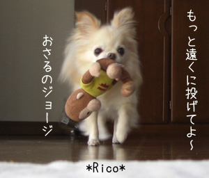 チワワのリコとジョージ