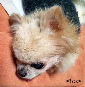 チワワの介護 リコちゃん