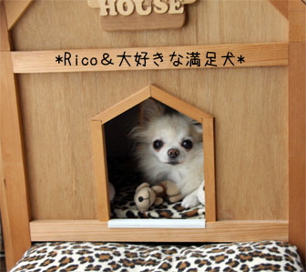 チワワのリコちゃん