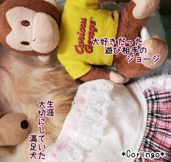 チワワのリコ お家を出る前