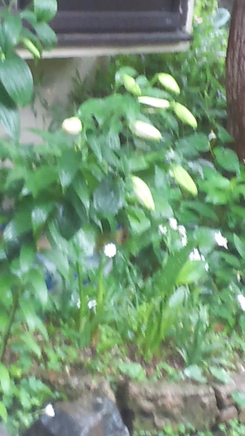 170526_0652~01.jpg