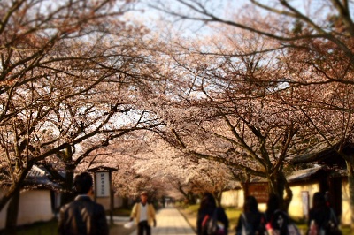 桜 029 - コピー.JPG