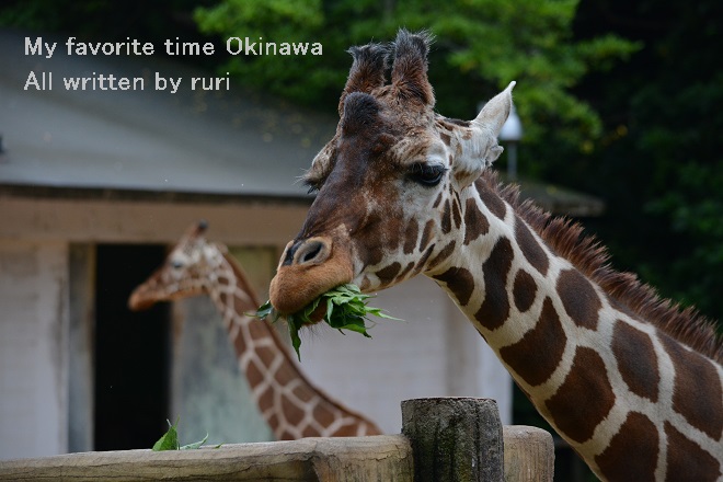 ごはん