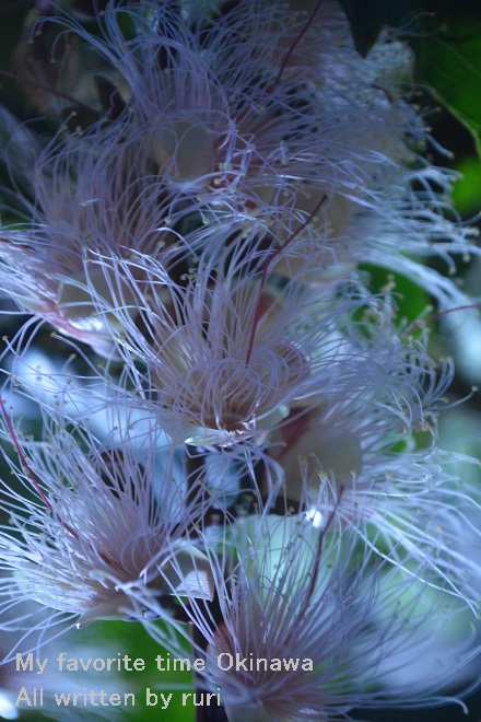 ピンクの花
