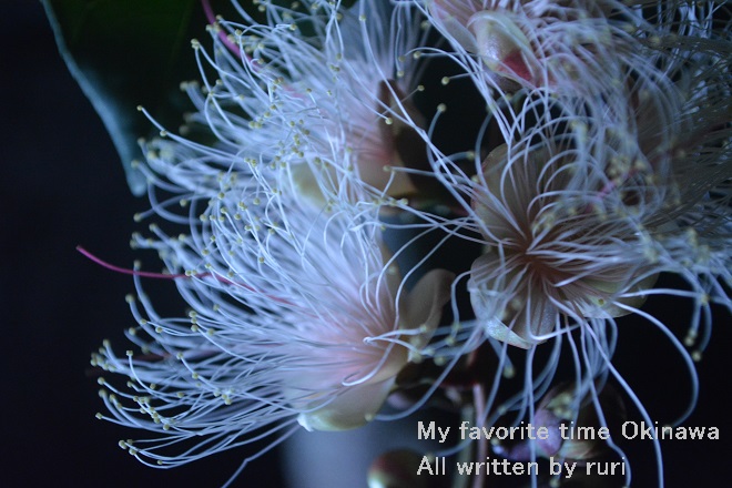 お花アップ