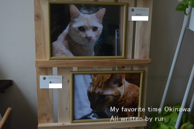 猫写真