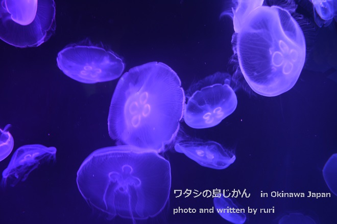 くらげ