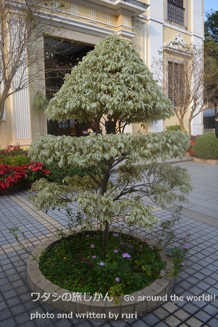 植木