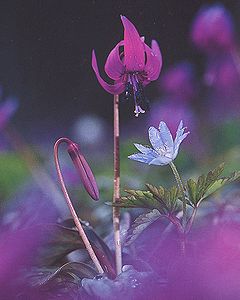 かたくりの花
