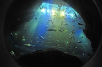 宮島水族館