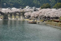 錦帯橋満開