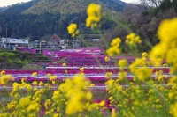 大道理の芝桜