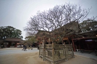 太宰府天満宮