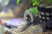 ぐぴ赤1
