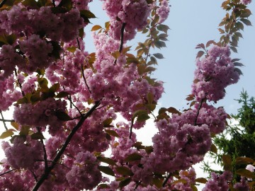 H公園の八重桜