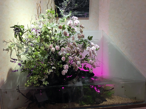 IMG_2438.gif