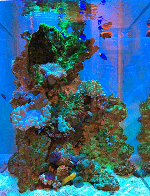 IMG_2443.gif