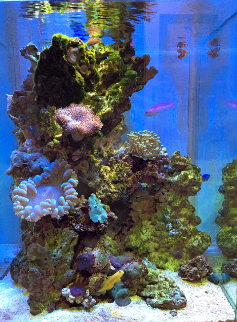 IMG_2445.gif