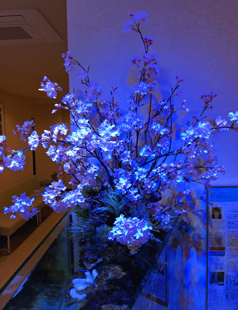 IMG_2452.gif