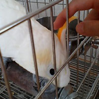 かい〜の!