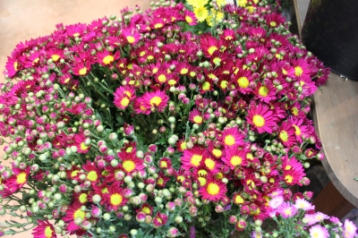 お彼岸 お花 お墓参り いわき市 小名浜の花屋 花国湘南台店