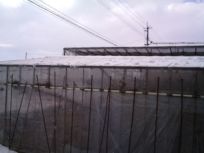 ハウスに積もった雪