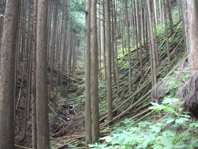 捨て切間伐