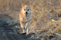 未来