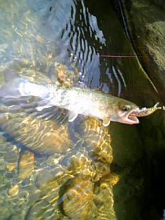 攻撃的な岩魚。