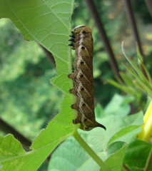 imomusi