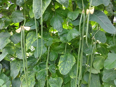 ささげの収穫 | 自然栽培で就農しました。（無農薬・無肥料・自然農法