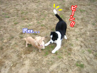 ピーン!!