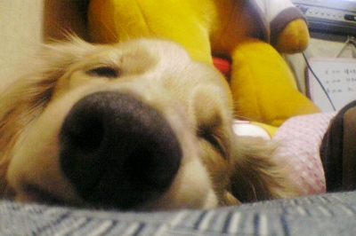 (。-ω-)zzz. . .