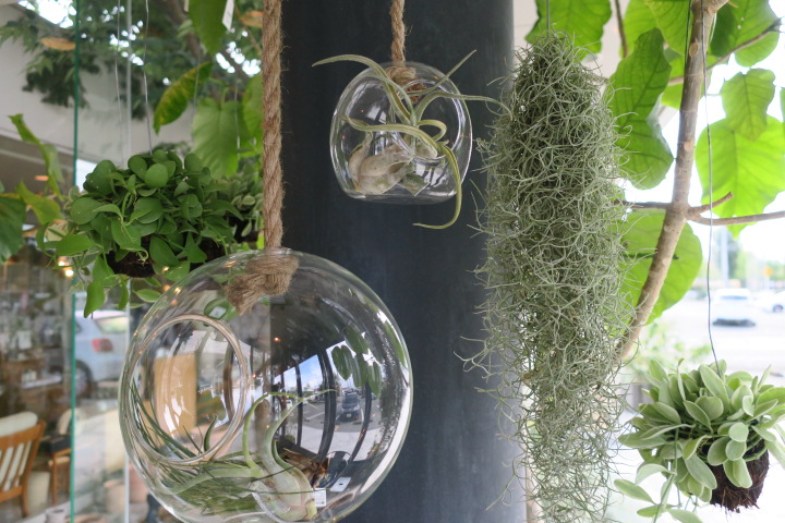 エアープランツ付きガラスハンギングテラリウム 楽天市場】テラリウム エアプランツの通販 エアープランツ付きガラス