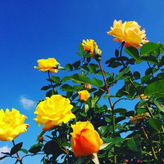 iPhoneImage.png