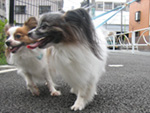 ぐんぐん歩いたり