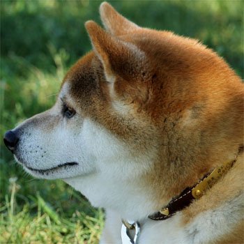 【BIRDIE迷子にならない夏休みお写真コンテスト】柴犬ゆめちゃん1