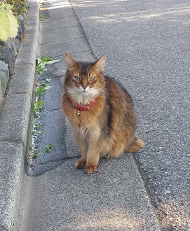 お客様からのお写真ねこちゃん