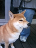 柴犬テン.JPG