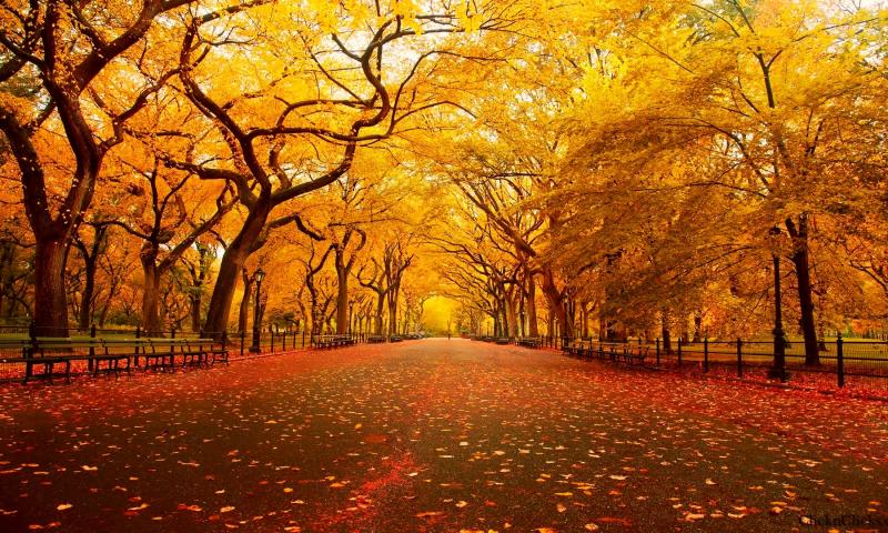 Autumn in New York （オータムイン ニューヨーク） | ネオ日記