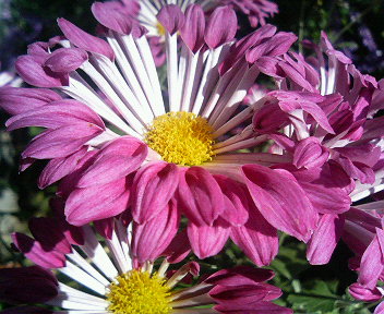 将来は石田ゆり子になりたいです ぽかぽか日記