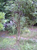 靭公園2