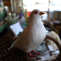 鳩