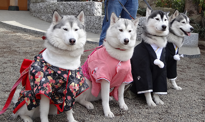 お犬様