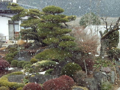 雪が降ってきました。