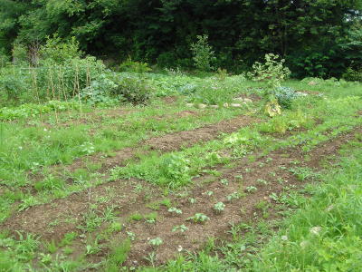 たくさんの種類のお野菜が、 所狭しと植えてあります。