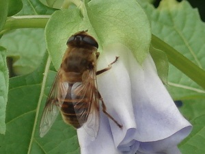 食事の準備? ではないようですね…