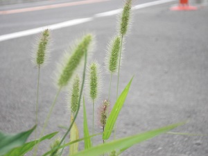 猫じゃらし