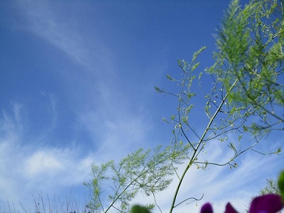なん〜と アスパラガスの ❀ 花だそうです。